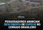 Estudo ambiental identifica nova espécie de anfíbio em área de preservação