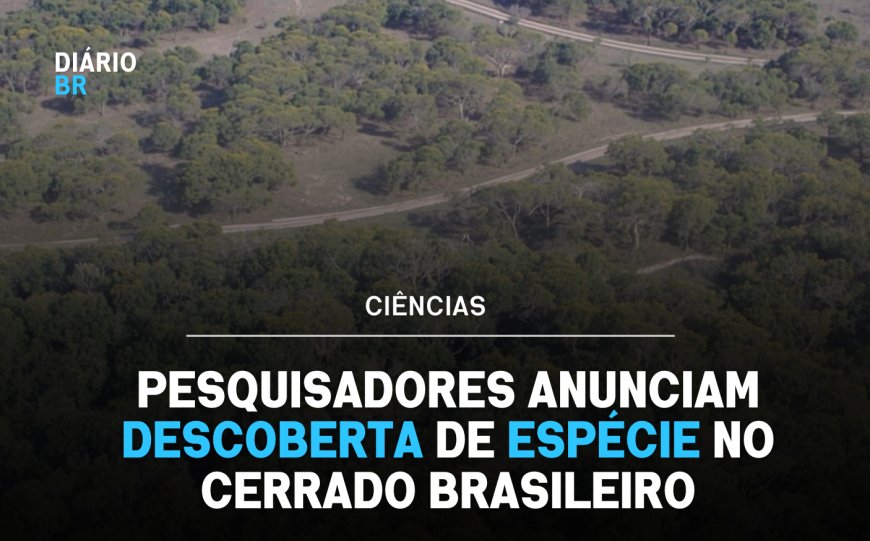 Estudo ambiental identifica nova espécie de anfíbio em área de preservação